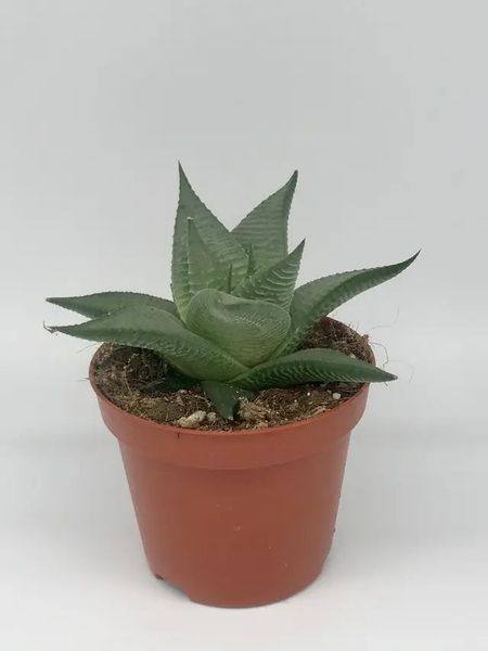 Haworthia Limifolia
