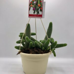 Cactus cacahuete