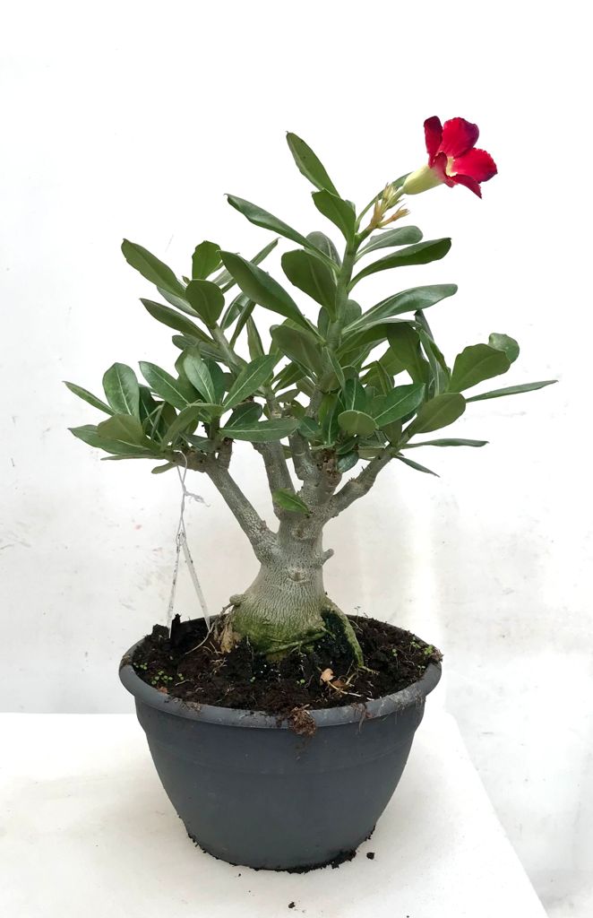 linda gorra deseable Adenium Obesum / Rosa del Desierto Roja – Mirincon.Verde