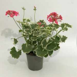 Pelargonium Variegata