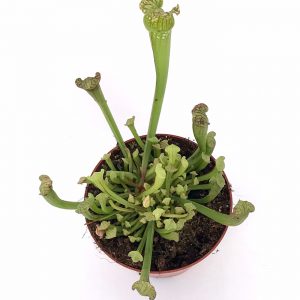 Planta Carnívora Sarracenia Leucophylla