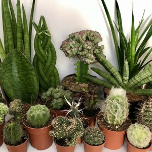 Cactus, Crasas y Suculentas